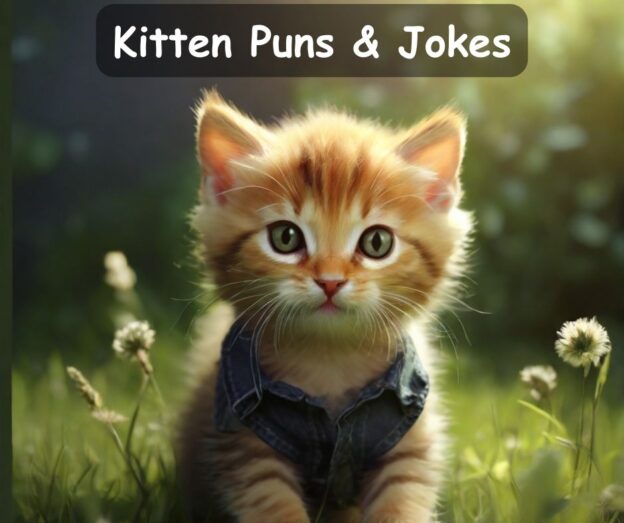 kitten puns and jokes